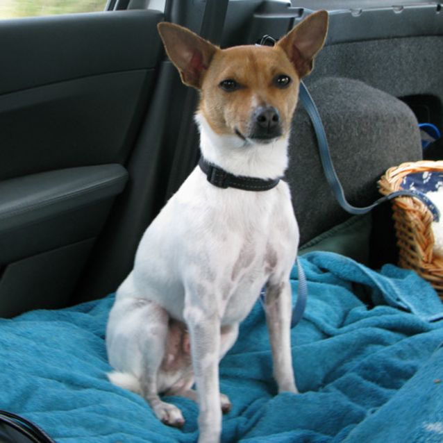 Photo of Rockie