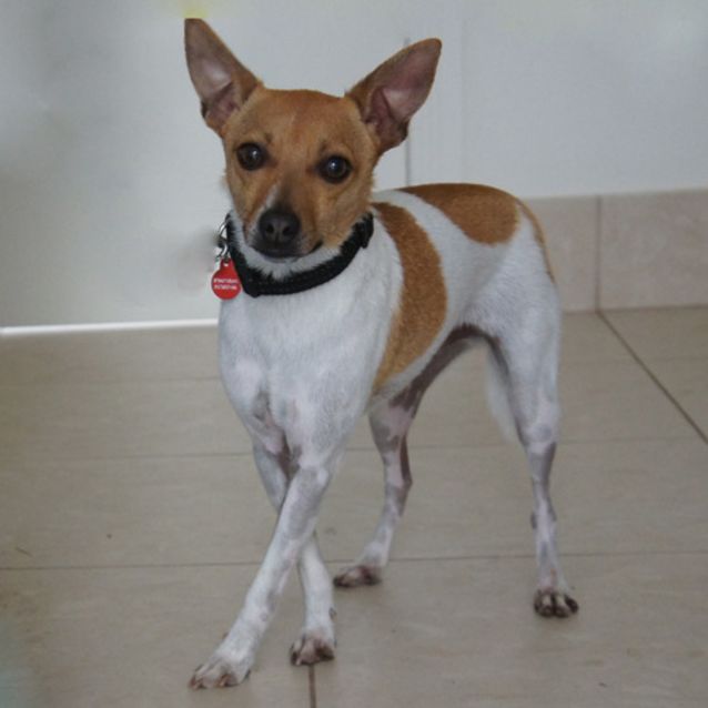 Photo of Rockie
