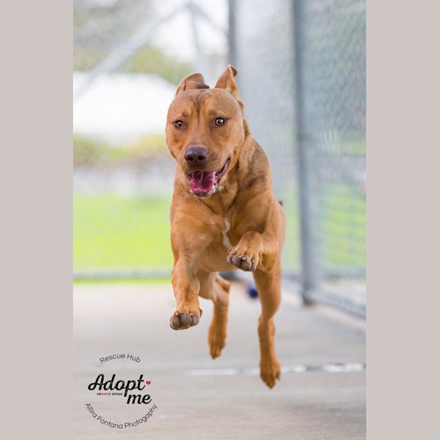 Photo of Humphrey (Pcc 262)