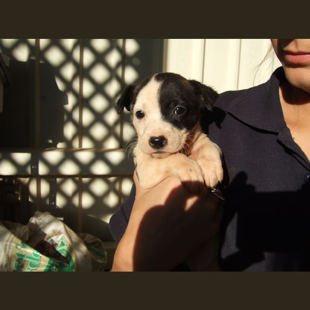 Photo of Moo