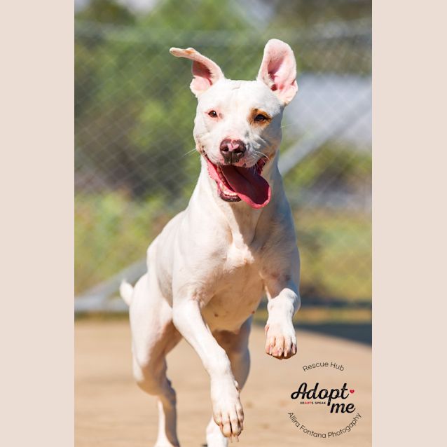 Photo of Red (Hcc 127)