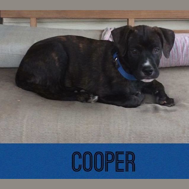 Photo of Cooper