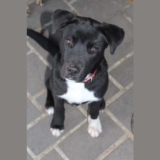 Photo of Buddy