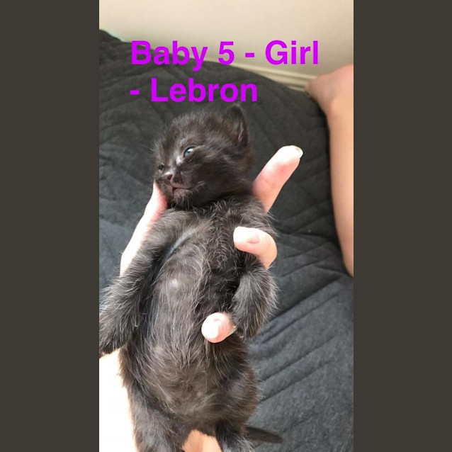 Photo of Lebron