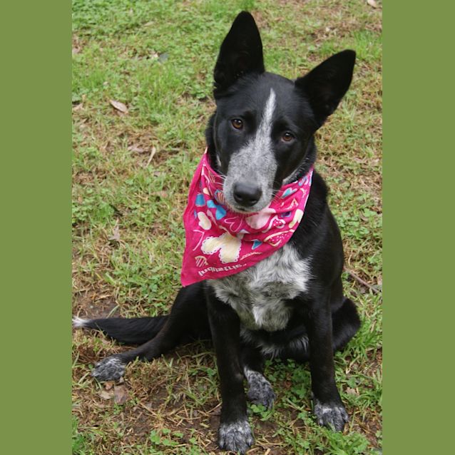 Photo of Jazzie (On Trial)