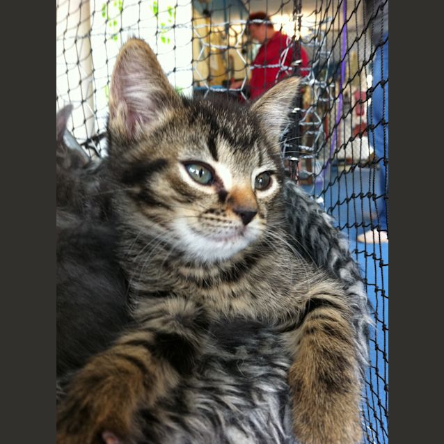 Photo of Misty