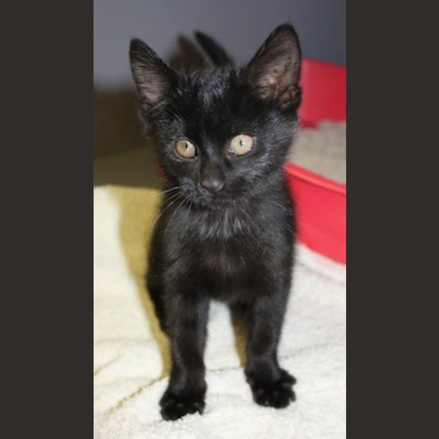 Photo of Jesse (Nc074)