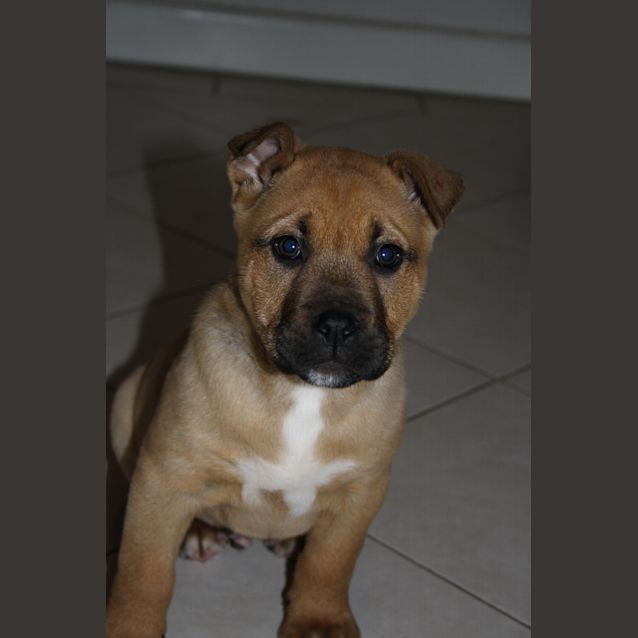 Photo of Whiskey