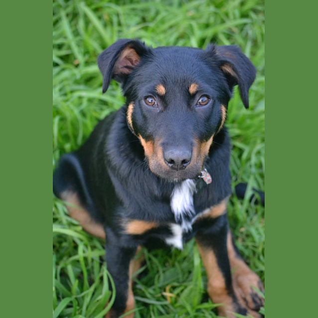 Photo of Arthur * Adopted *