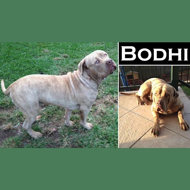 Photo of Bohdi