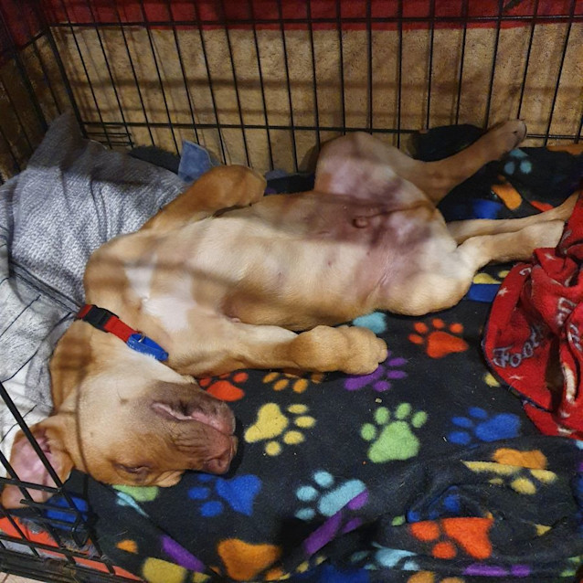 Photo of Jeremy   3 Month Old Mastiff X (Trial)