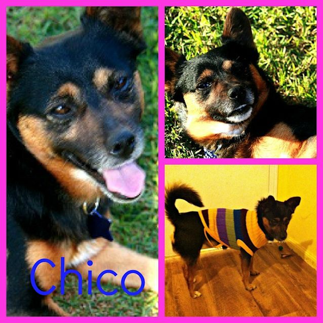 Photo of Chico