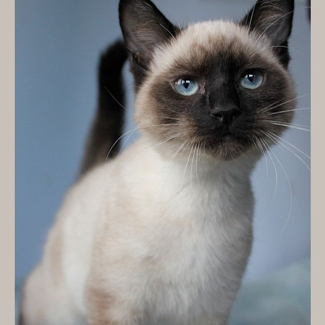 Photo of Louie (Adoption Pending)