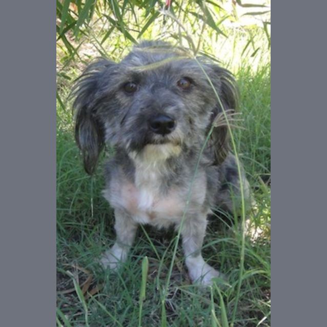 Photo of Mollie (D2152)