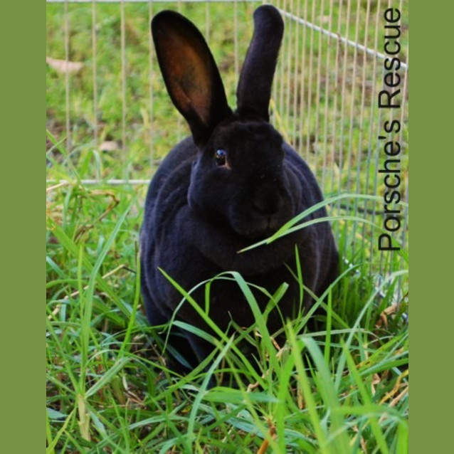 Photo of Velvet   Desexed And Vaccinated  On Hold