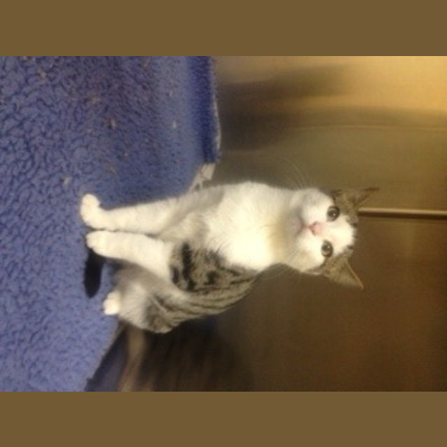 Photo of Micki *Adoption Pending*