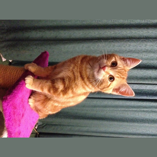 Photo of Barney