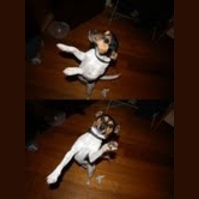 Photo of Pepe