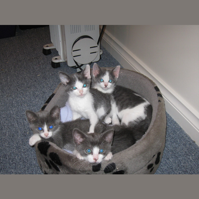 Photo of Purdy   Adoption Pending