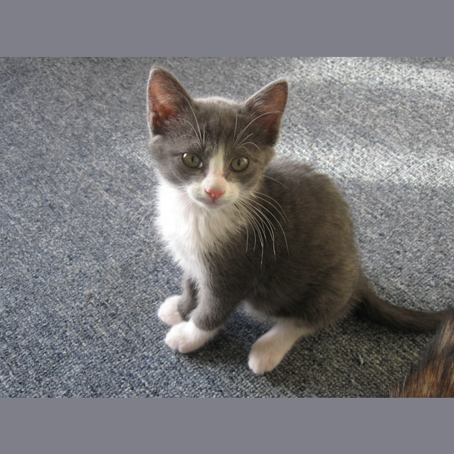 Photo of Purdy   Adoption Pending