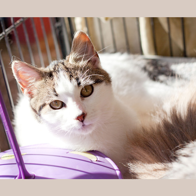 Photo of Jinx