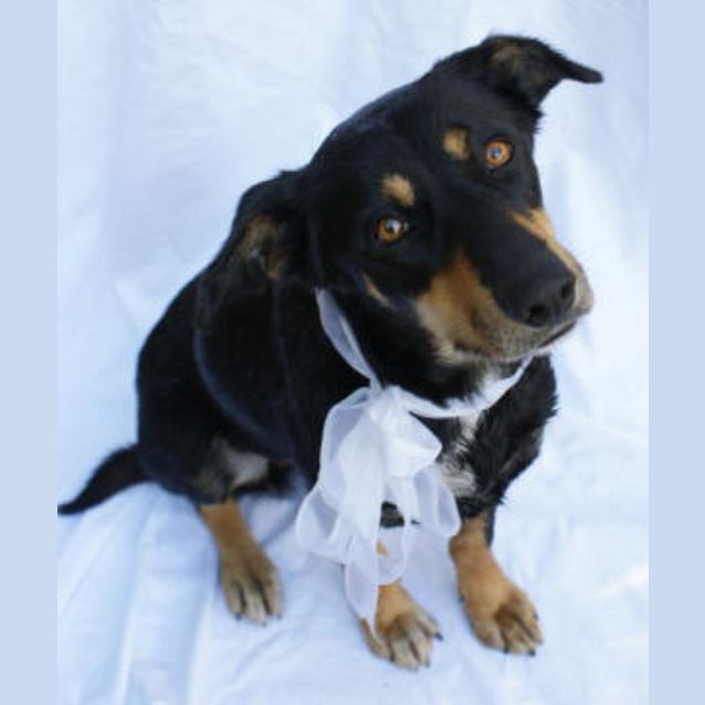 Photo of Dolce