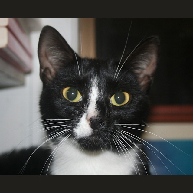 Photo of Perle
