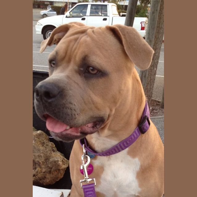 Photo of Cupcake Under 12 Months Old