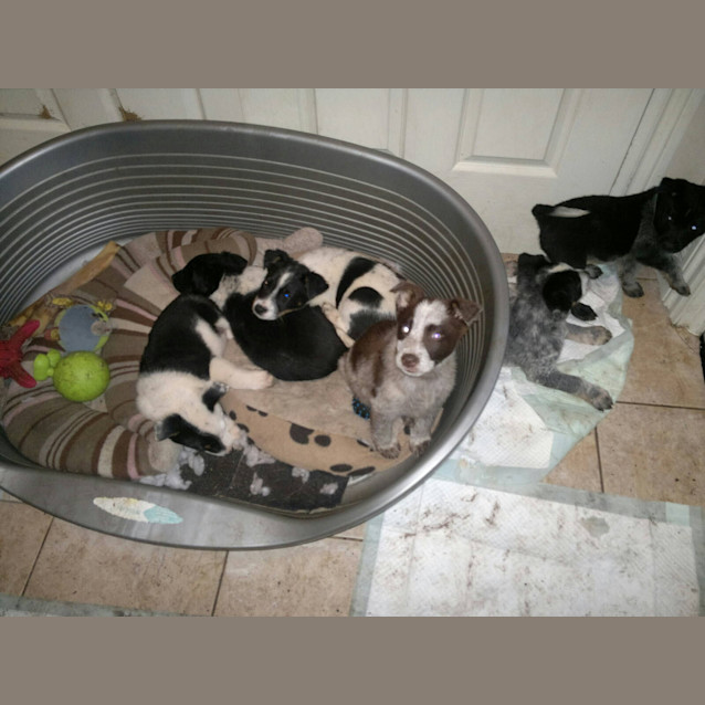 Photo of Four Little Girls..Almost Ready