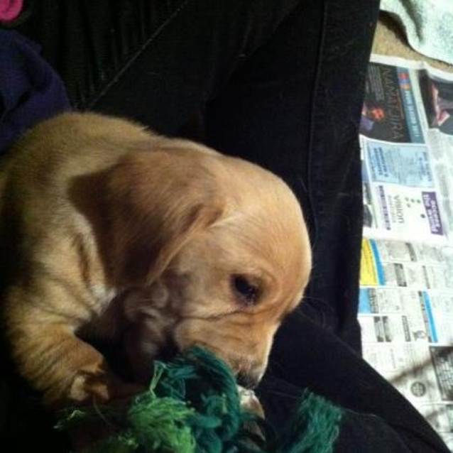Photo of Bassett Hound M Pup #3 (3 Of 5)