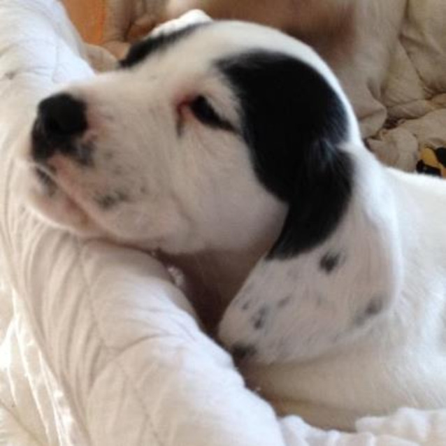 Photo of Bassett Hound M Pup #5 (5 Of 5)