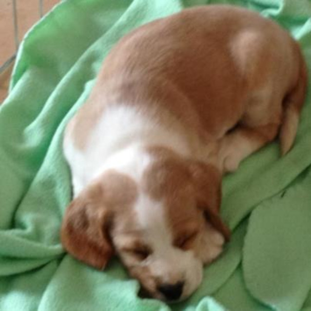 Photo of Bassett Hound F Pup #2 (2 Of 5)