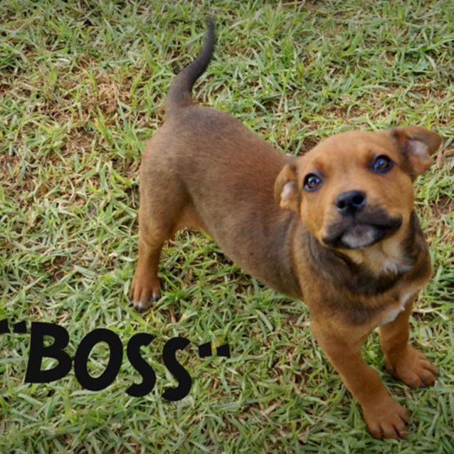 Photo of Boss