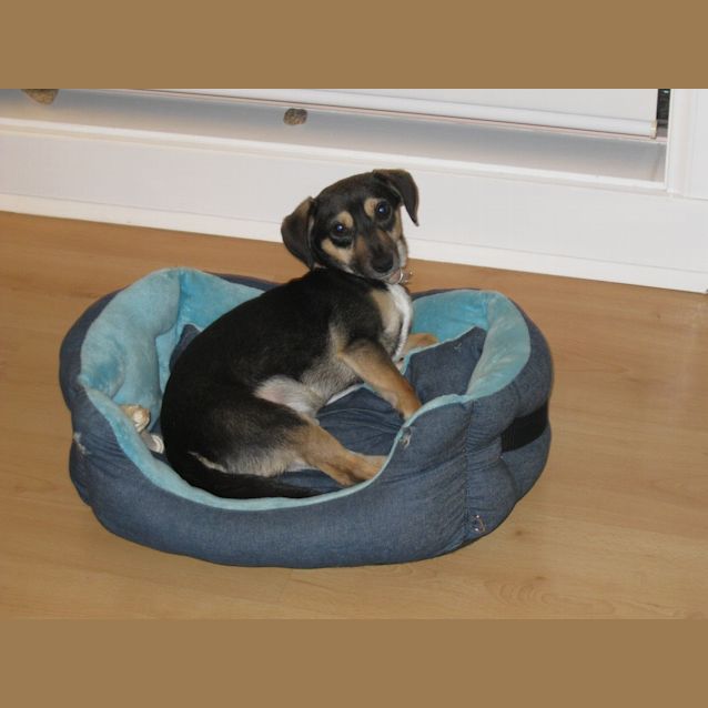 Photo of Buster The Dachshund X Dawg