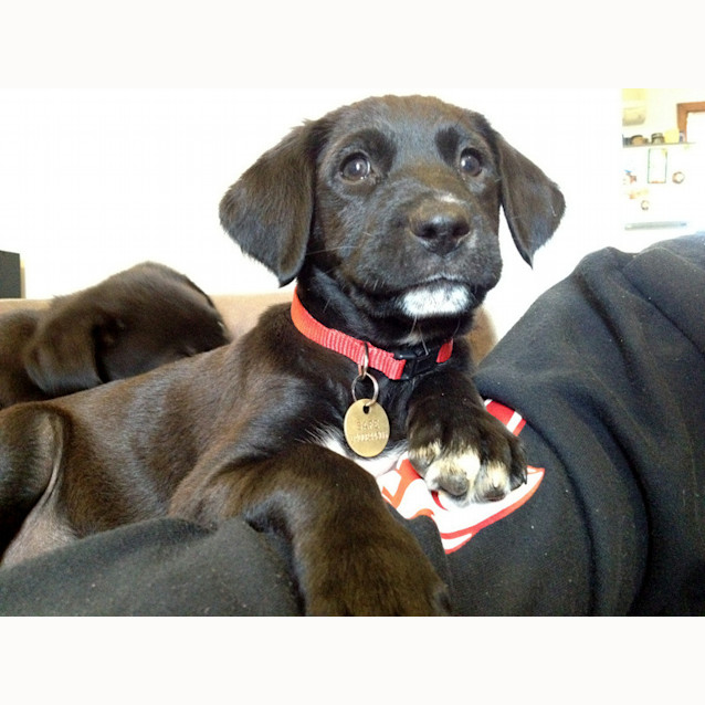 Photo of Georgia (Hd168) *Adoption Pending*