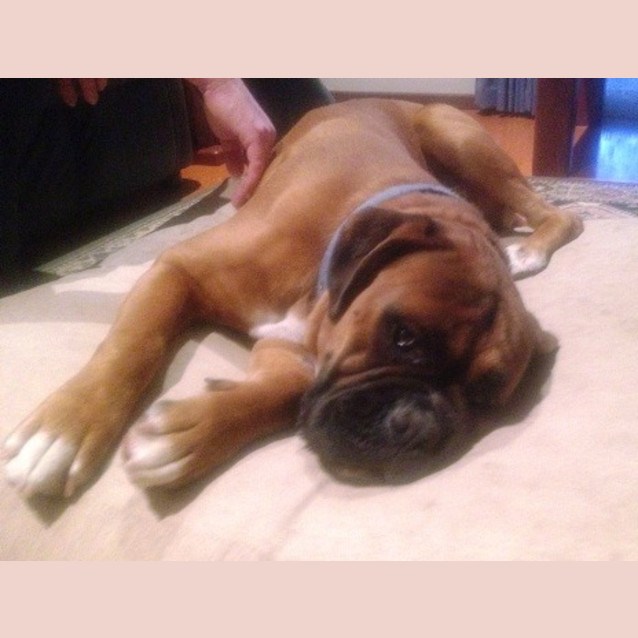 Photo of Cooper   Adoption Pending