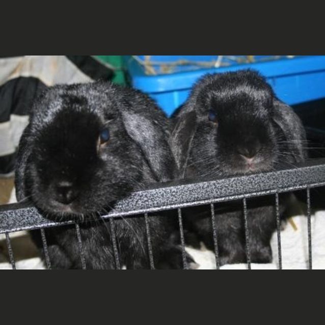 Photo of Midnight & Scarlet