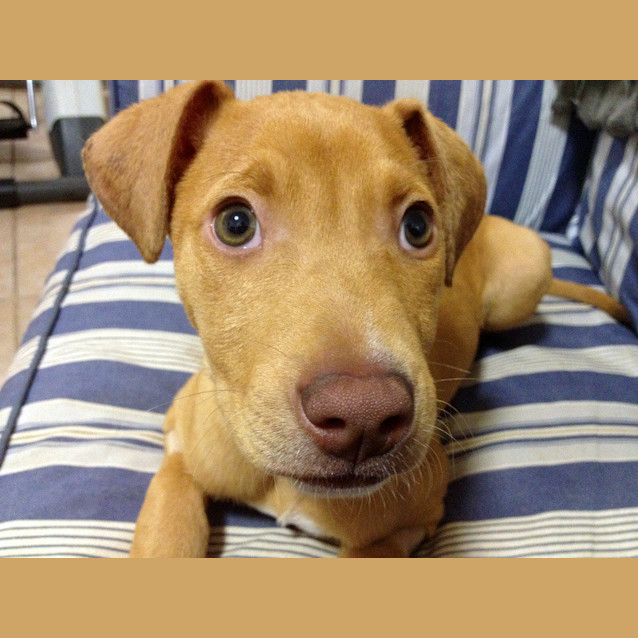 Photo of Aria (Hd166)