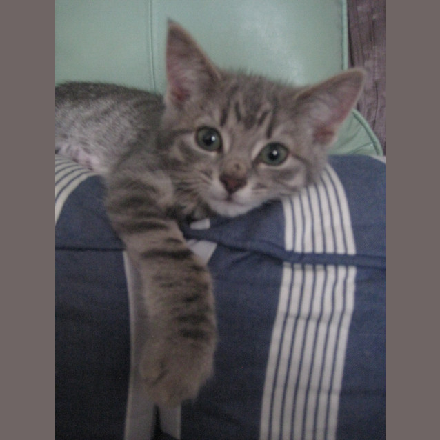 Photo of Penny *Adoption Pending*