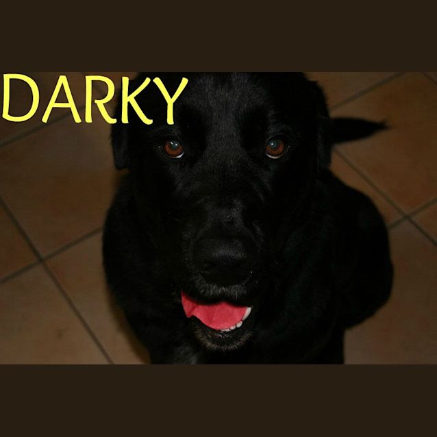 Photo of Darky (On Trial)
