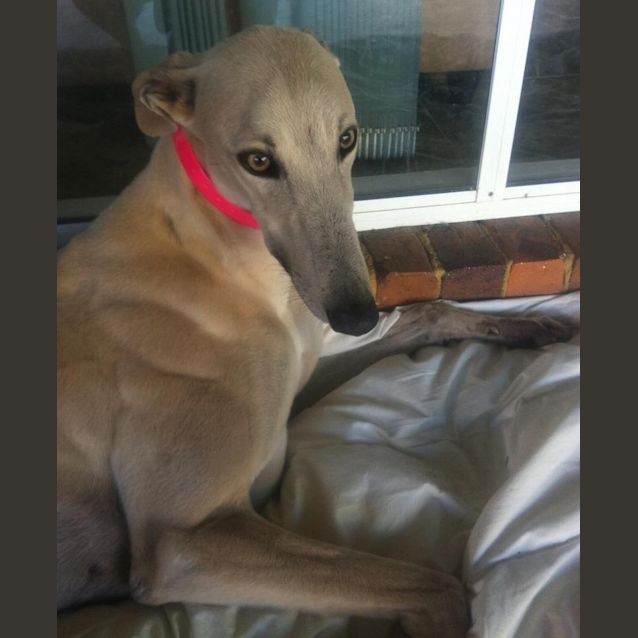 Photo of Shelly