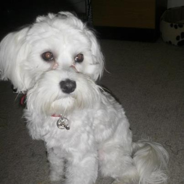 Photo of Phoebe  Bichon Frise X