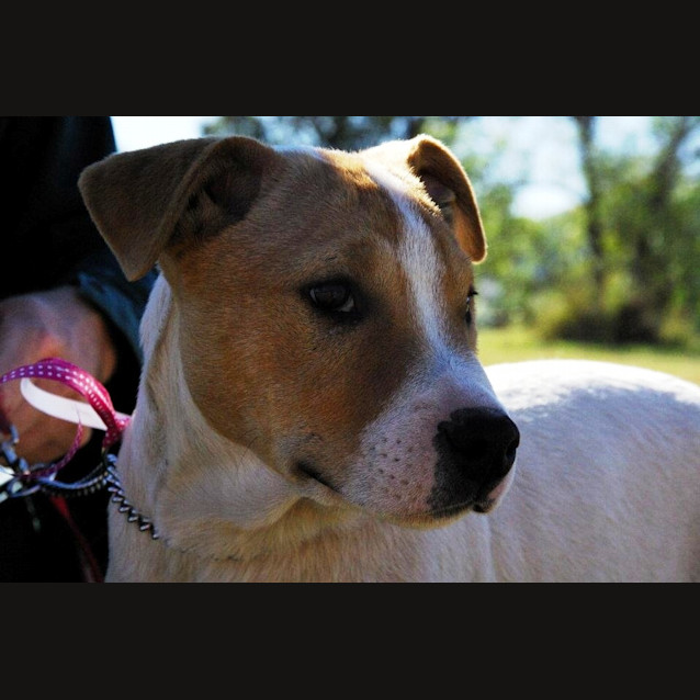 Photo of Gus (Adopted 11/2/13)