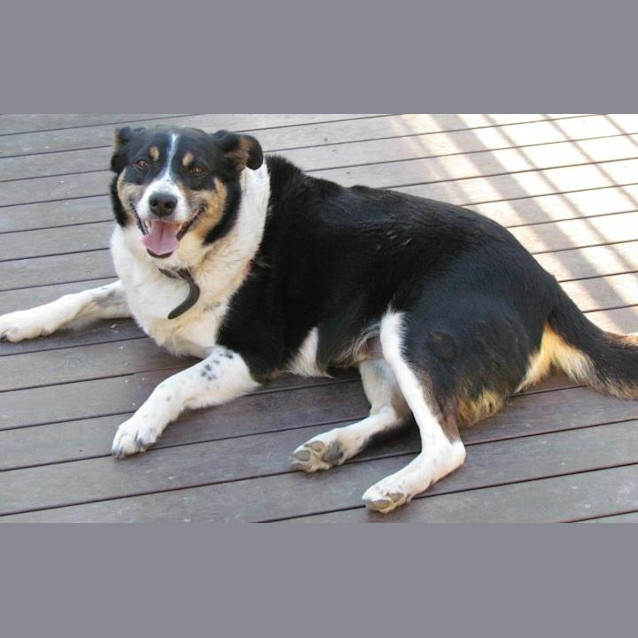 Photo of Kelsie (Adoption Pending)
