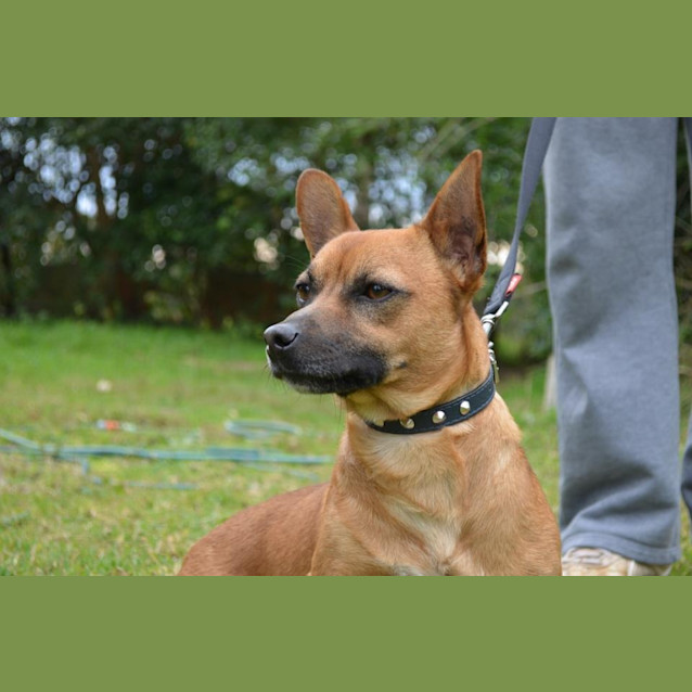 Photo of Rocket** On Adoption Trial