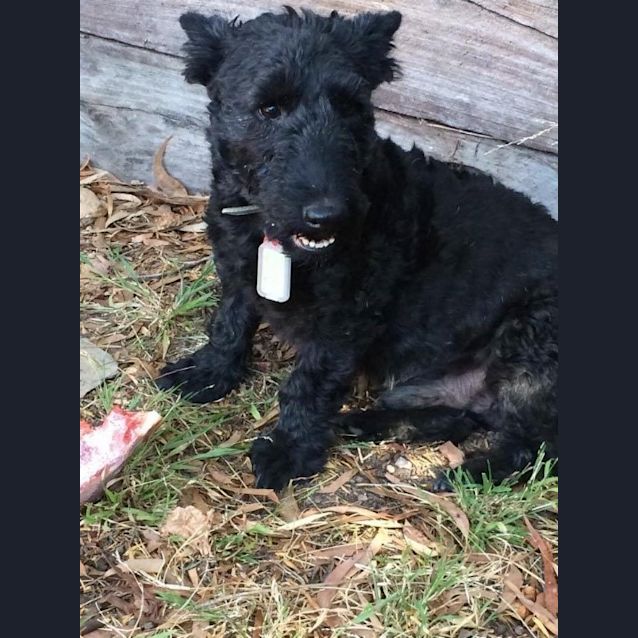 Photo of Fergus
