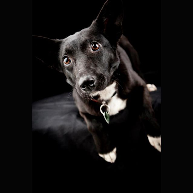 Photo of Dash (On Trial In My New Home)