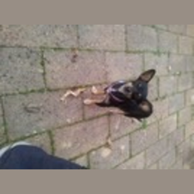 Photo of Gypsy