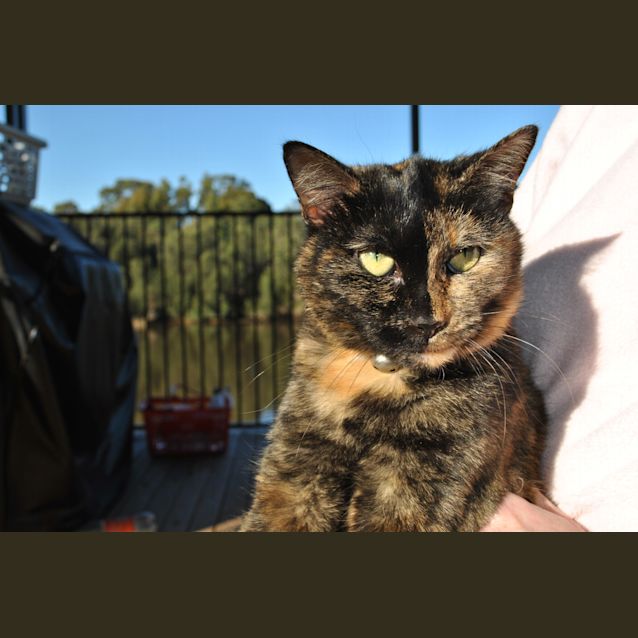 Photo of Kitty