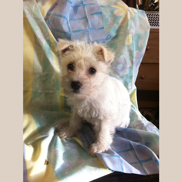Photo of Flynn